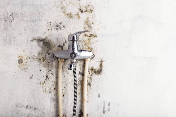 Best Toxic Mold Removal  in Tolar, TX