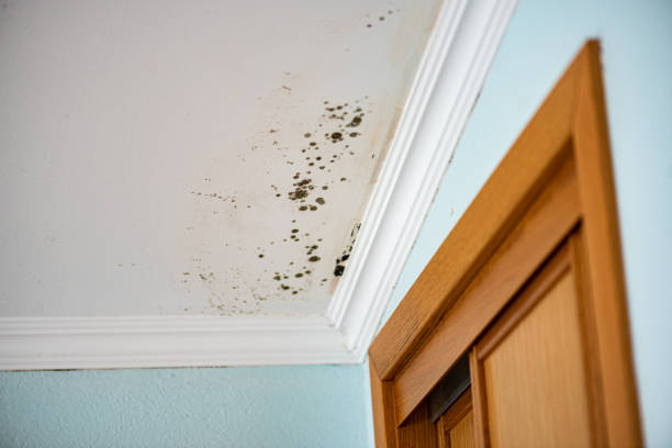 Best Local Mold Removal Service  in Tolar, TX