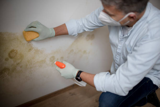 Crawl Space Mold Removal in Tolar, TX
