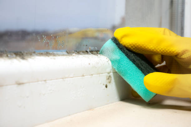 Best Fast Mold Removal  in Tolar, TX