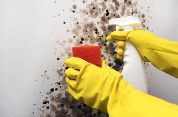 Mold Removal Process in Tolar, TX