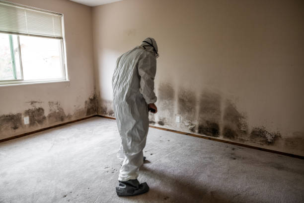 Best Attic Mold Removal  in Tolar, TX