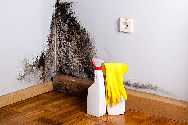 Best Affordable Mold Removal  in Tolar, TX