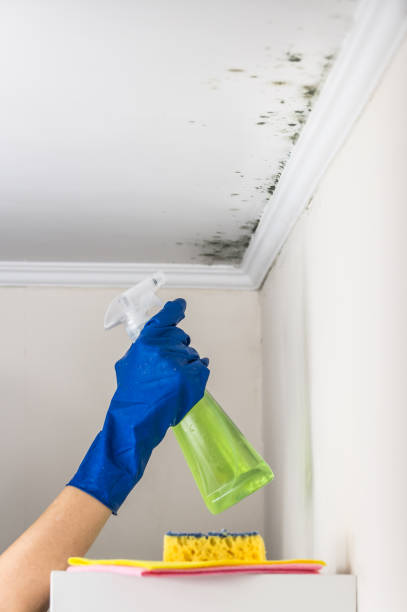 Best Home Mold Removal  in Tolar, TX