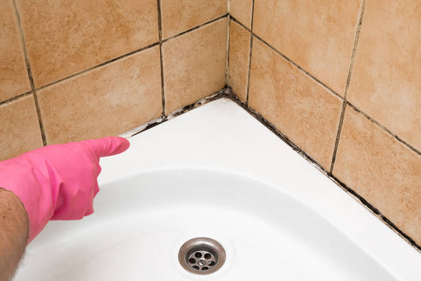 Best Same-Day Mold Removal  in Tolar, TX