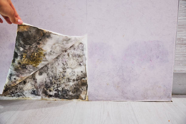 Tolar, TX Mold Removal Company